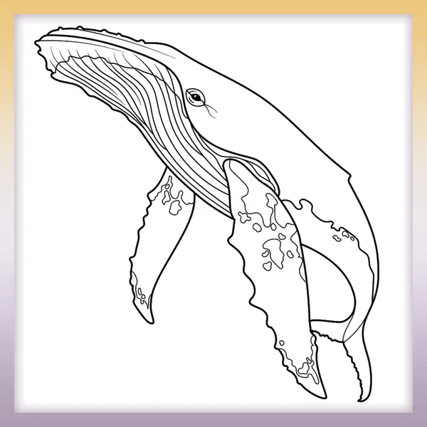 Veľryba - Vráskavec dlhoplutvý | Online omaľovánky pre deti